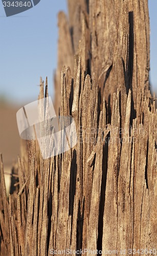 Image of the split part of a tree 