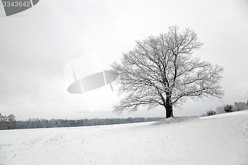 Image of tree in the field  