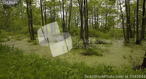 Image of the marshland  