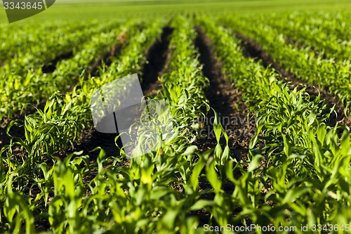 Image of young corn  