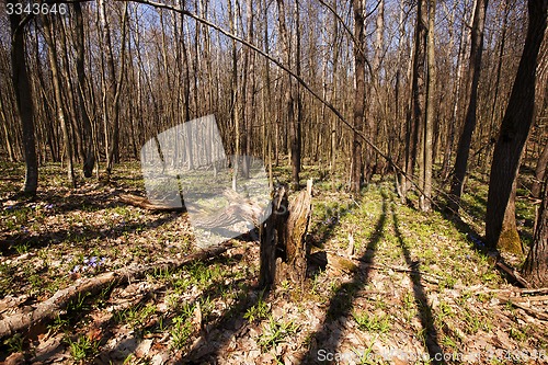 Image of spring wood  
