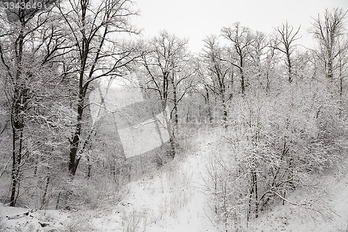 Image of trees in the winter  