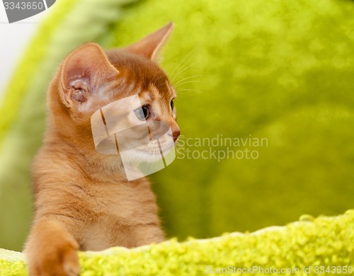 Image of Abyssinian kitten  