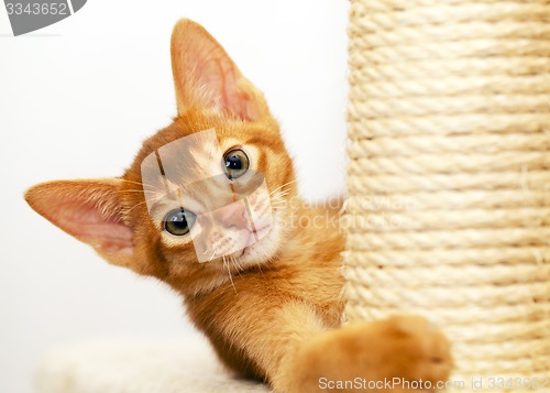 Image of Abyssinian kitten  