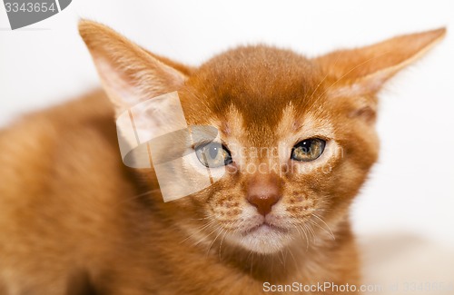 Image of Abyssinian kitten 