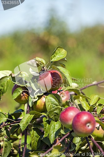 Image of apple-tree garden 