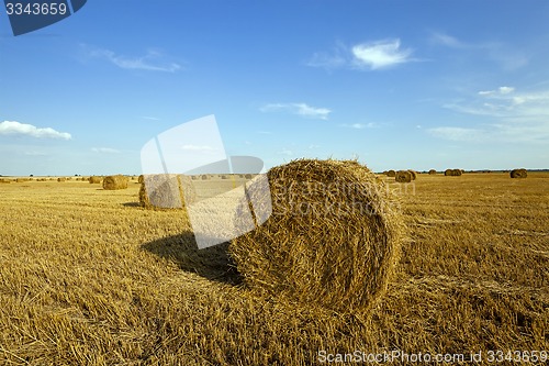 Image of agricultural field  