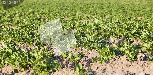 Image of potatoes  