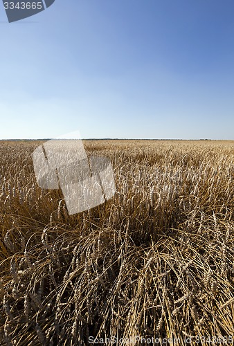 Image of agriculture  