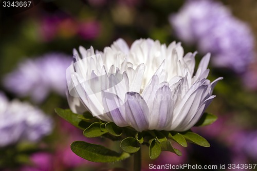 Image of flower  