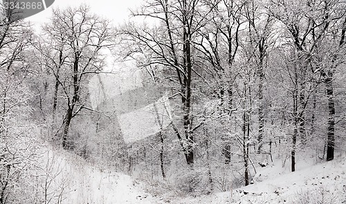 Image of trees in the winter 