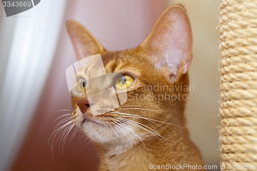 Image of Abyssinian cat  