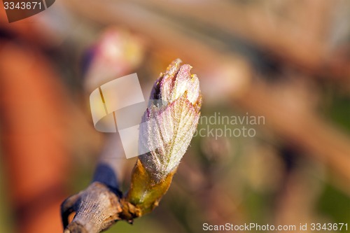 Image of grapes sprout  