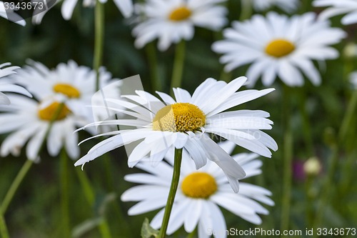 Image of white  camomile  