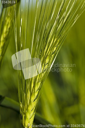 Image of cereals. close up 