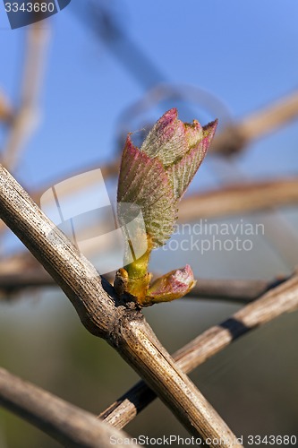 Image of grapes sprout 