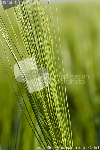 Image of cereals  