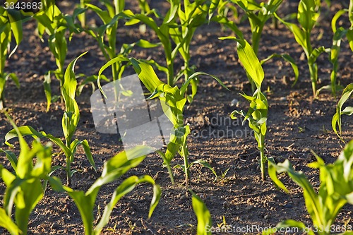 Image of green corn  