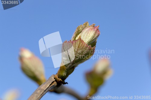 Image of grapes sprout  