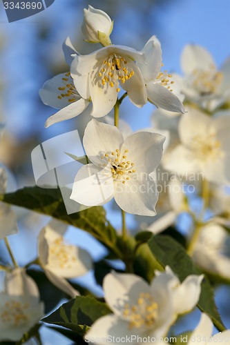 Image of jasmine flower  