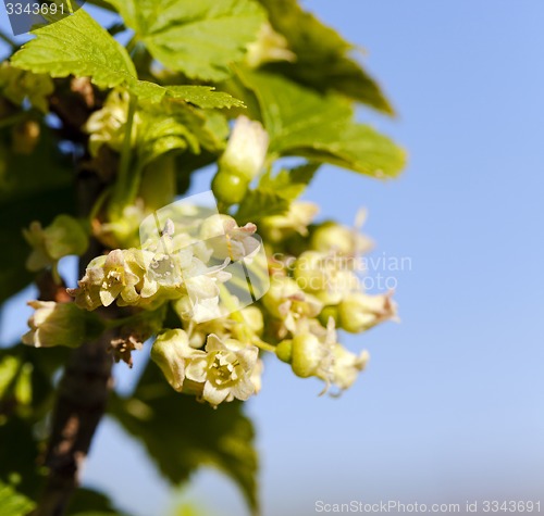 Image of blossoming of blackcurrant  