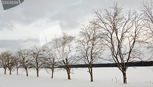 Image of trees in the winter  