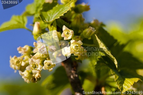 Image of blossoming of blackcurrant  