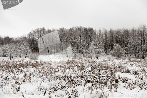 Image of winter forest  