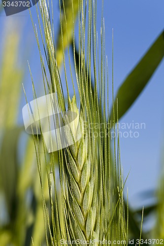 Image of cereals. close up