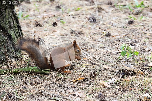 Image of squirrel 