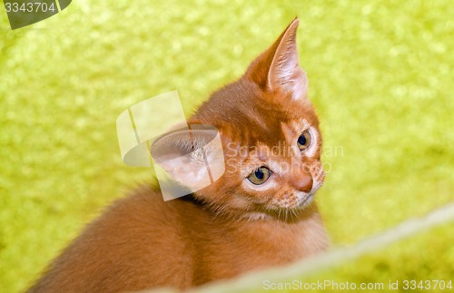 Image of Abyssinian kitten 