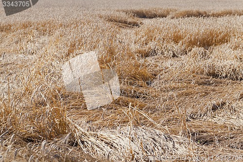 Image of the destroyed cereals  