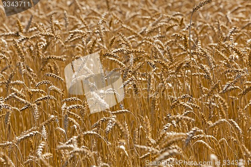 Image of ripened cereals  