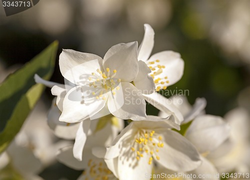 Image of jasmine flower 