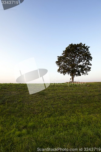 Image of tree on the hill  