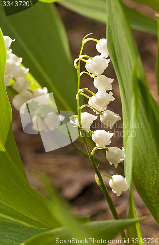 Image of   lily of the valley 