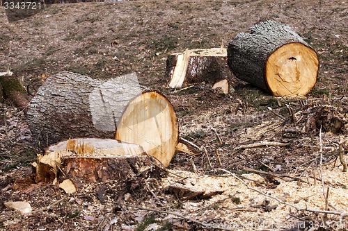 Image of srubleenny trees  