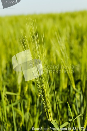 Image of cereals 