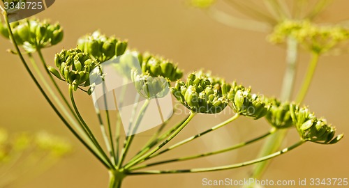 Image of fennel. close up  
