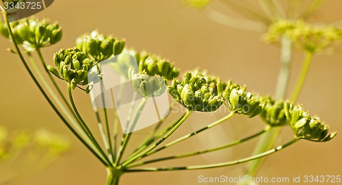 Image of fennel. close up  