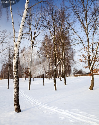 Image of trees in the winter 