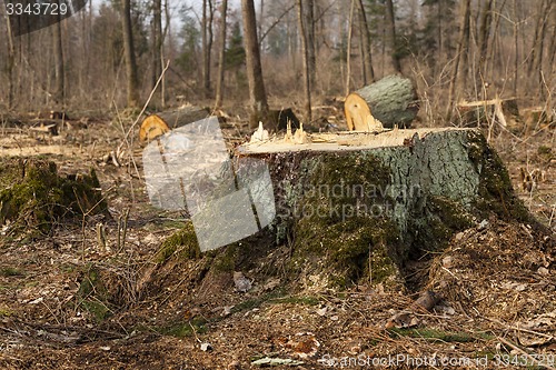 Image of old trees 