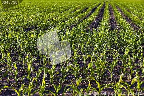 Image of green corn  