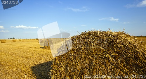 Image of agricultural field  