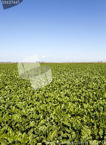 Image of agriculture 