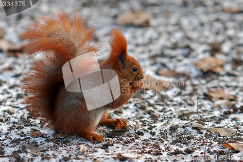 Image of Brown squirrel