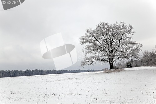 Image of tree in the field  