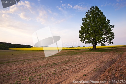 Image of tree in the field  