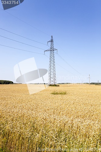 Image of wheat field  