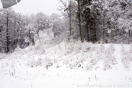 Image of winter trees  